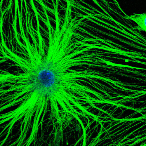 Glial Brain Cells, Long in Neurons’ Shadow, Reveal Hidden Powers