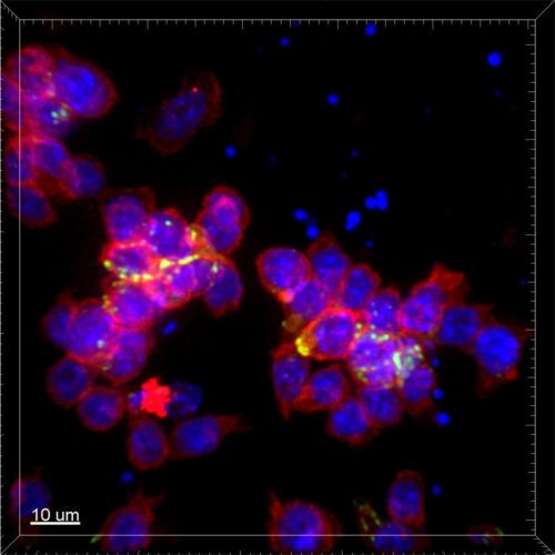 Social control among immune cells improves defense against infections