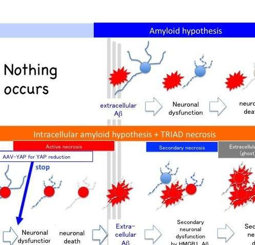 Timing of brain cell death uncovers a new target for Alzheimer’s treatment