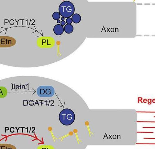 Researchers find that regulating lipid metabolism in neurons helps axon regeneration