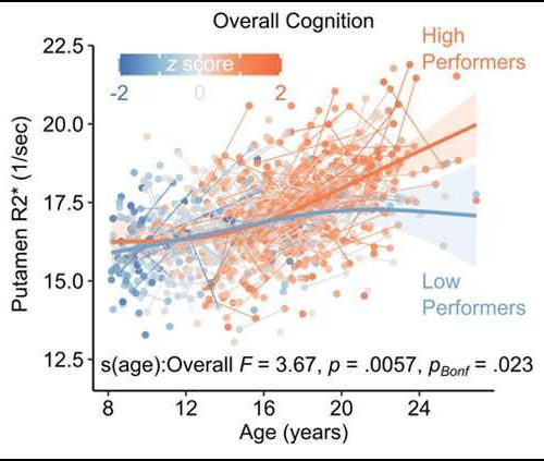 The brain may need iron for healthy cognitive development