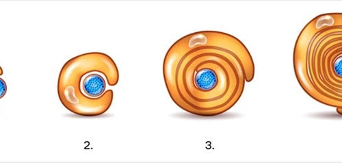 What are Schwann Cells?