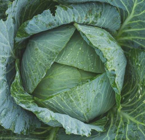 Natural compound in vegetables helps fight fatty liver disease