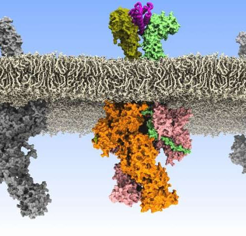 Scientists discover how rogue communications between cells lead to leukemia