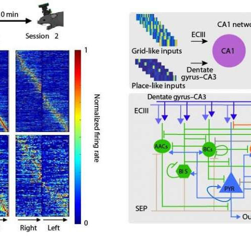 Researchers provide new insights into the pathogenesis of epilepsy