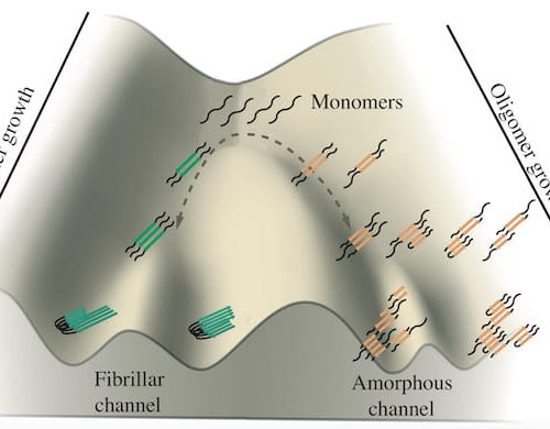 Tumbleweeds or fibrils: Tau proteins need to choose