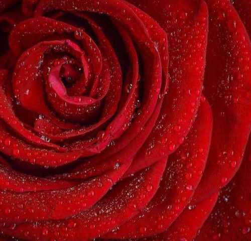 The scent of a rose improves learning during sleep