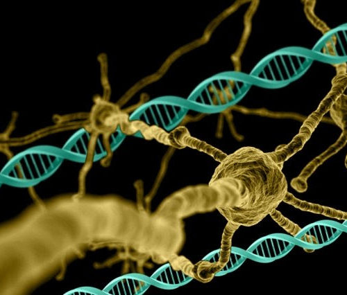 Genetic screen offers new drug targets for Huntington’s disease