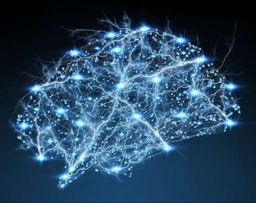 New light shed on neuronal circuits involved in behavior, learning and dysfunction