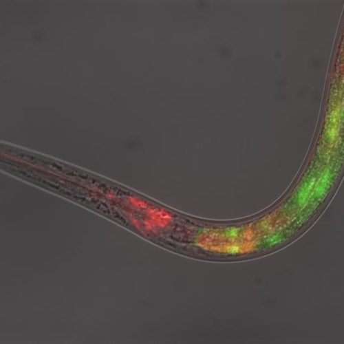 Insulin signaling suppressed by decoys