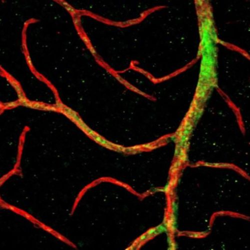 ‘Primitive’ stem cells shown to regenerate blood vessels in the eye