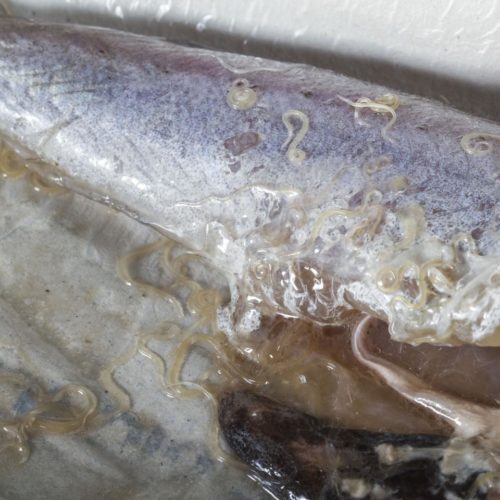 ‘Sushi parasites’ have increased 283-fold in past 40 years