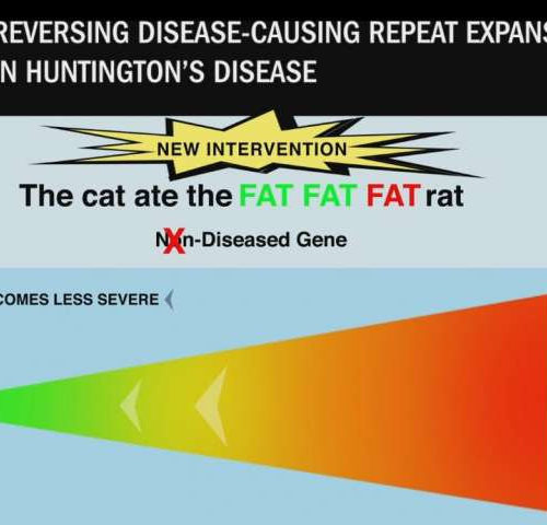 Huntington’s disease-causing DNA repeat mutations reversed in the lab