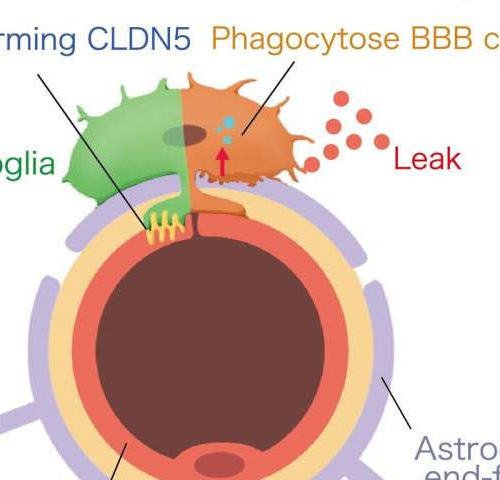 Our own immune cells damage the integrity of the blood-brain barrier