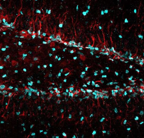 Newly identified cellular trash removal program helps create new neurons