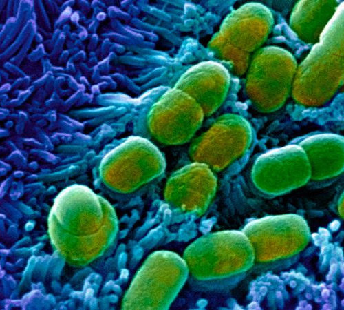 Powerful antibiotics discovered using AI