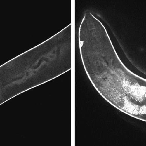 Tissue-digging nanodrills do just enough damage