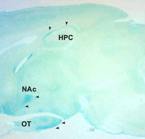 Researchers discover a previously unappreciated neurotransmitter system in the brain