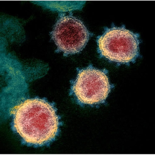 Coronavirus is mutating with a second strain identified by scientists