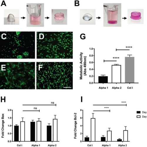 Peptigel Hydrogels Improve Neurotrophic Potential of hADSCs