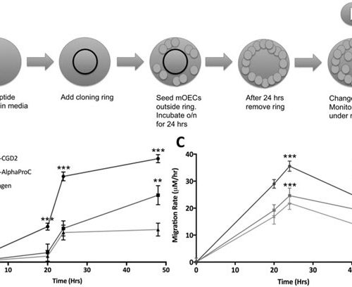 Peptide Hydrogels for Prevention of Esophageal Strictures