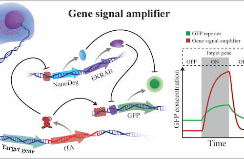 Strong signals show how proteins come and go