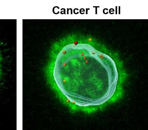 Scientists uncover a mechanism that could lead to new immunotherapies head and neck cancer