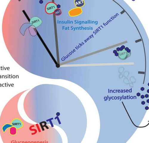 Glucose acts as a double edged sword on longevity factor SIRT1