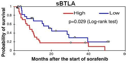 Study: sBTLA proteins potential marker of overall survival of liver cancer patients