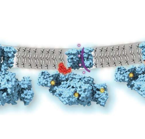 Ball-and-chain inactivation of ion channels visualized by cryo-electron microscopy