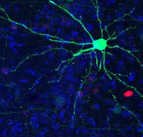 Study reveals that odor alters how memories are processed in the brain