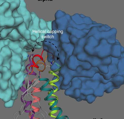 New understanding of immune modulator interleukin-2 guides drug discovery