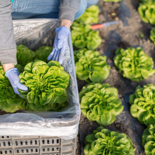 Could a protein grown in lettuce help heal broken bones faster?