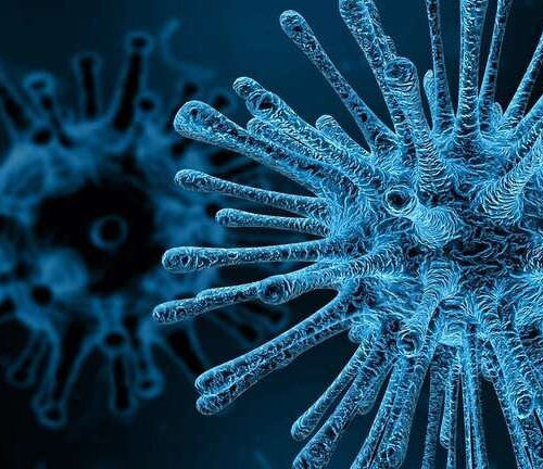 New study finds immune cells can defend against multiple viruses