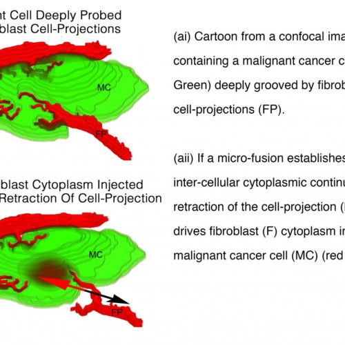 Discovery that cells inject each other opens new line of attack on cancer