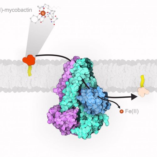 Blocking the iron transport could stop tuberculosis