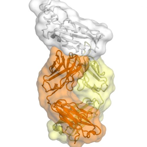 Clues to COVID-19 coronavirus’s vulnerability emerge from an antibody against SARS