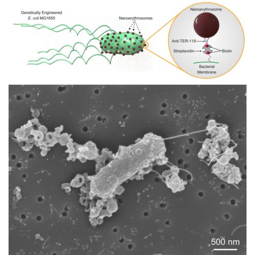 Personalized microrobots swim through biological barriers, deliver drugs to cells