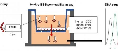 New nanocarrier drug delivery technology crosses the blood-brain barrier