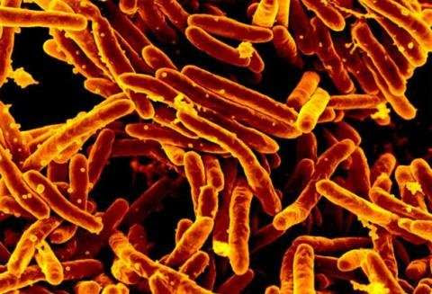 Scientists shed light on action of key tuberculosis drug