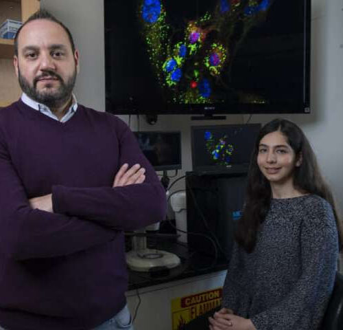 Team demonstrates ability to supercharge cells with mitochondrial transplantation