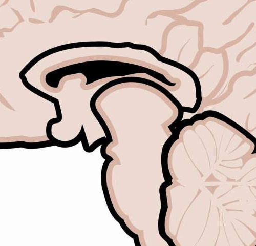 Compound in fruit peels halts damage and spurs neuronal repair in multiple sclerosis