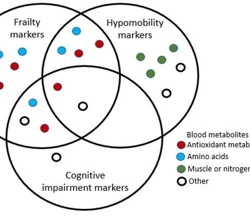 Leaving its mark: How frailty impacts the blood