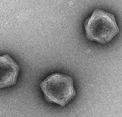 Update: Viruses don’t have a metabolism, but some have the building blocks for one