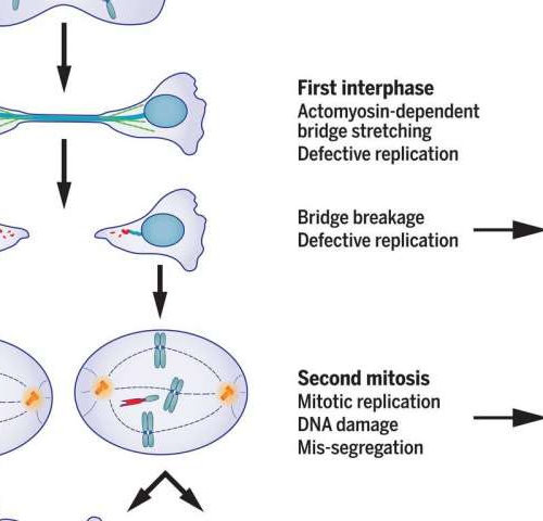 Single cell division error triggers cascade of mutations that generate features of cancer