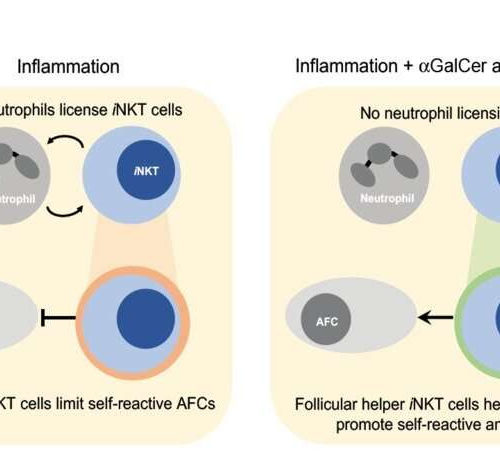 How a specific population of lymphocytes promotes autoimmune disease