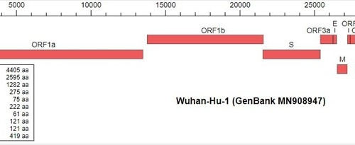 New coronavirus possibly circulated within humans before COVID-19 pandemic