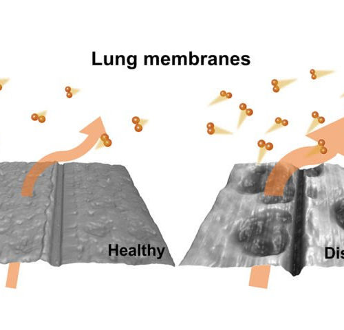 New study shows how oxygen transfer is altered in diseased lung tissue