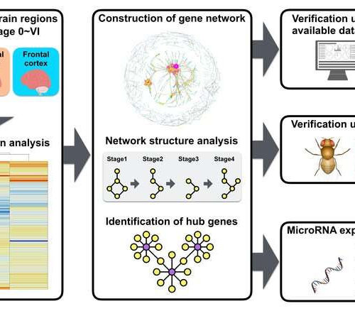 Gene-network analysis is a valuable new tool for understanding Alzheimer’s disease