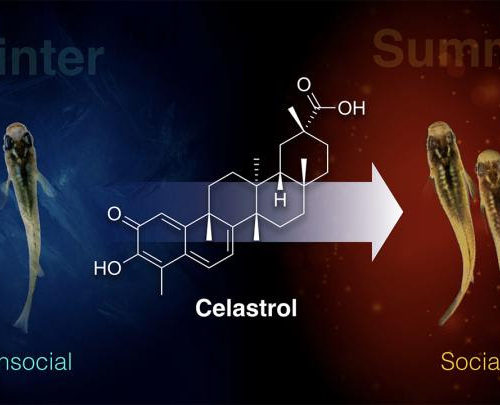 Discovery of a drug to rescue winter depression-like behavior